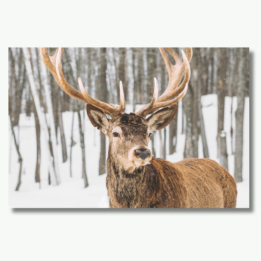 Buck Amidst Canada's Breathtaking Terrain